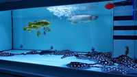 Top Stingrays UK