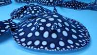 Top Stingrays UK