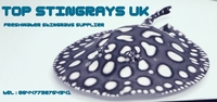 Top Stingrays UK