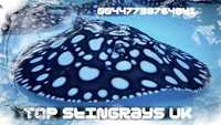 Top Stingrays UK