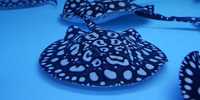 Top Stingrays UK