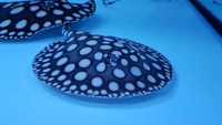 Top Stingrays UK