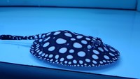 Top Stingrays UK