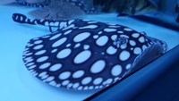 Top Stingrays UK