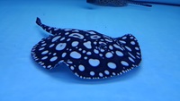 Top Stingrays UK