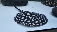 Top Stingrays UK