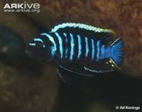 Cichlids Wanted