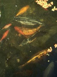 Over 20 Koi for sale plus pump/waterfall and more