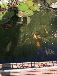 Over 20 Koi for sale plus pump/waterfall and more