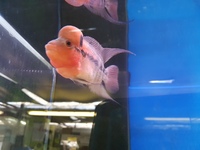 Selection of Discus and a specimen Flowerhorn