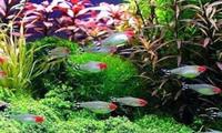 OVER 1000 DISCUS FISH , CHESHIRE OAKS DISCUS , WATCH THE VIDEO