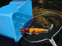 Looking To Rehome Your Koi Carp Sturgeon / Pond Fish & Equipment? Best Prices Paid
