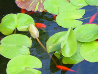 Freshwater Fry / juvenile fish