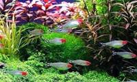cardinal, rummy nose congo tetras, rainbows, corys, plecos, rams, barbs