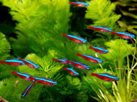 cardinal, rummy nose congo tetras, rainbows, corys, plecos, rams, barbs