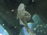 cardinal, rummy nose congo tetras, rainbows, corys, plecos, rams, barbs