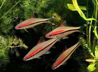 cardinal, rummy nose congo tetras, rainbows, corys, plecos, rams, barbs
