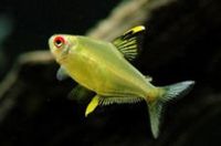 cardinal, rummy nose congo tetras, rainbows, corys, plecos, rams, barbs