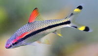 cardinal, rummy nose congo tetras, rainbows, corys, plecos, rams, barbs