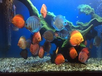 cardinal, rummy nose congo tetras, rainbows, corys, plecos, rams, barbs