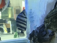 Sumatra tiger fish for sale in Leeds