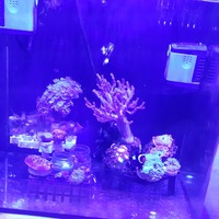 Black Darwin Oscellaris Clownfish