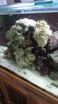 Live Rock for sale.