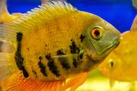 Aquatic Finatic – Stock List & Offers -