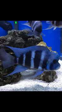 MPIMBE BLUE FRONTOSA F1 FROM WILD PARENTS ON SPECIAL OFFER AT CHILTON AQUATICS