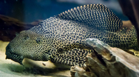 Aquatic Finatic – Stock List & Offers -