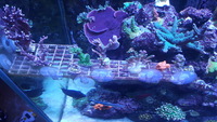 Sps coral frags Portsmouth