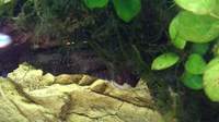 Juwel Vision 450 aquarium complete setup