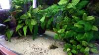 Juwel Vision 450 aquarium complete setup