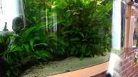 Juwel Vision 450 aquarium complete setup