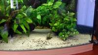 Juwel Vision 450 aquarium complete setup