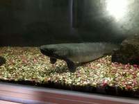 Group of tropical fish for adoption united kingdom