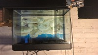 Sold now 100 plus litre Tropical or cold water fish tank and full setup