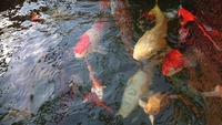 Looking To Rehome Your Koi Carp Sturgeon / Pond Fish & Equipment? Best Prices Paid