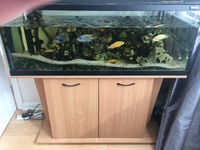 4’ Tank in a Beach unit with Breeding pairs of Saulosi