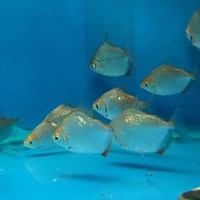 cardinal, rummy nose congo tetras, rainbows, corys, plecos, rams, barbs