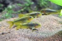 cardinal, rummy nose congo tetras, rainbows, corys, plecos, rams, barbs