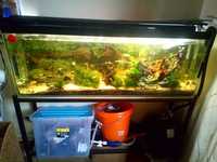 4ft tropical community fish tank and stand for sale