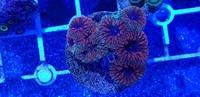 Australian LPS corals for sale