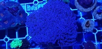 Australian LPS corals for sale