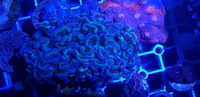 Australian LPS corals for sale