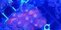Australian LPS corals for sale