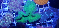 Australian LPS corals for sale