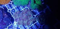 Australian LPS corals for sale