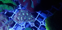 Australian LPS corals for sale