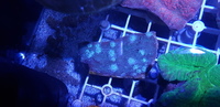 Australian LPS corals for sale